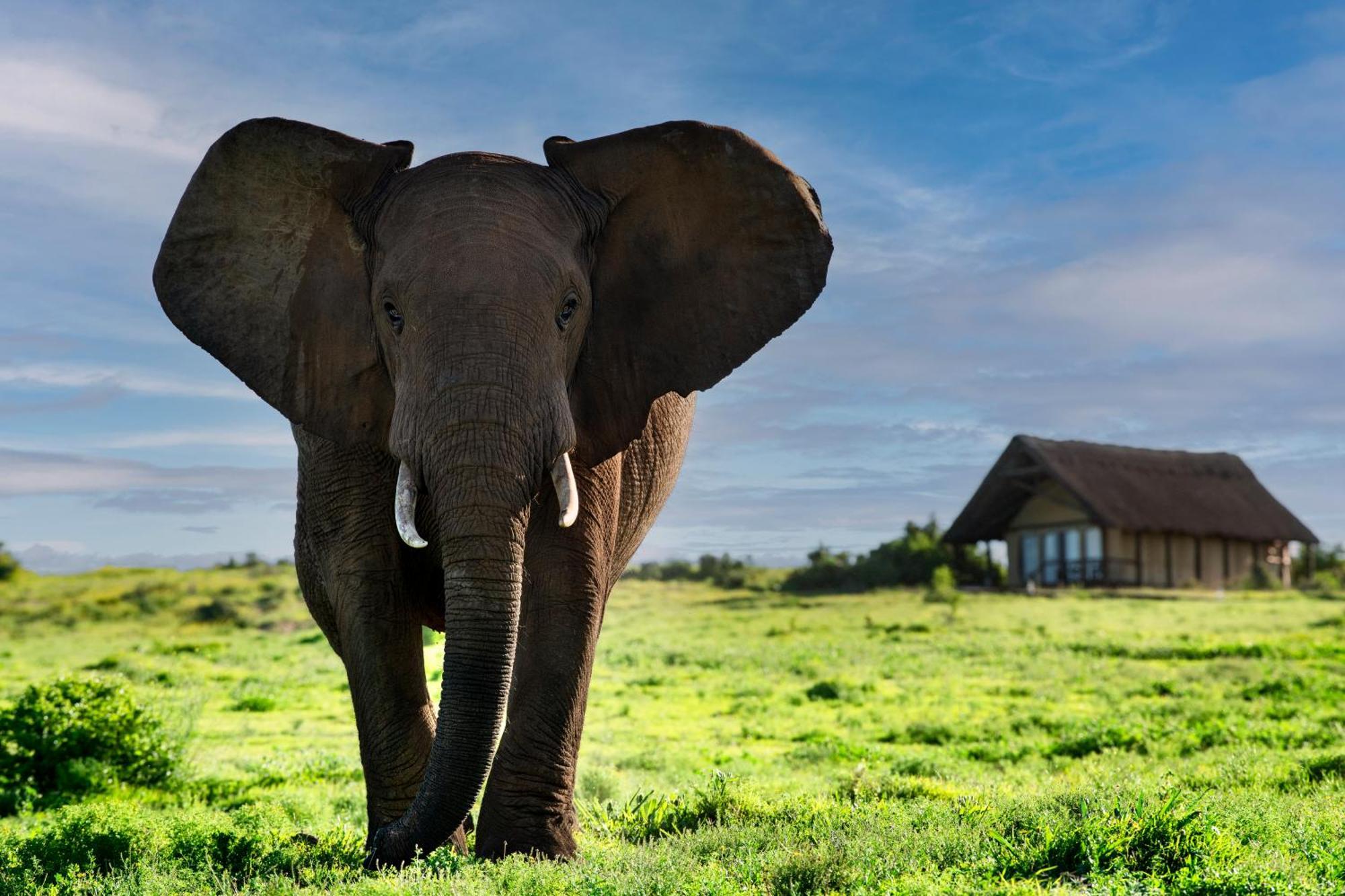Gorah Elephant Camp Addo Exterior foto