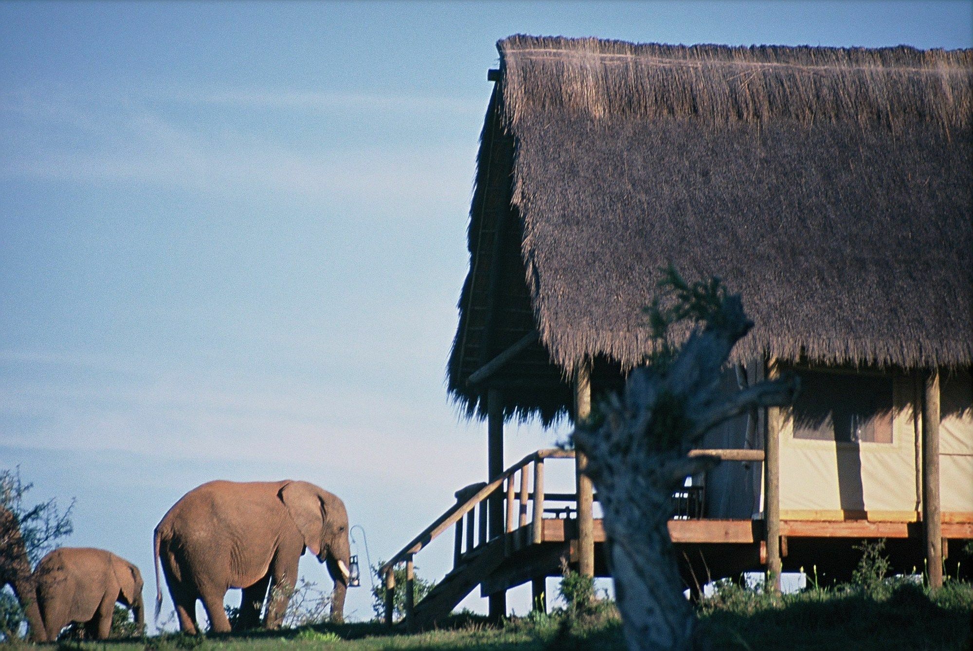 Gorah Elephant Camp Addo Exterior foto